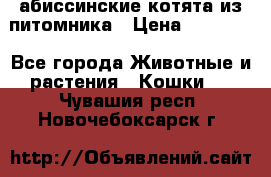 абиссинские котята из питомника › Цена ­ 15 000 - Все города Животные и растения » Кошки   . Чувашия респ.,Новочебоксарск г.